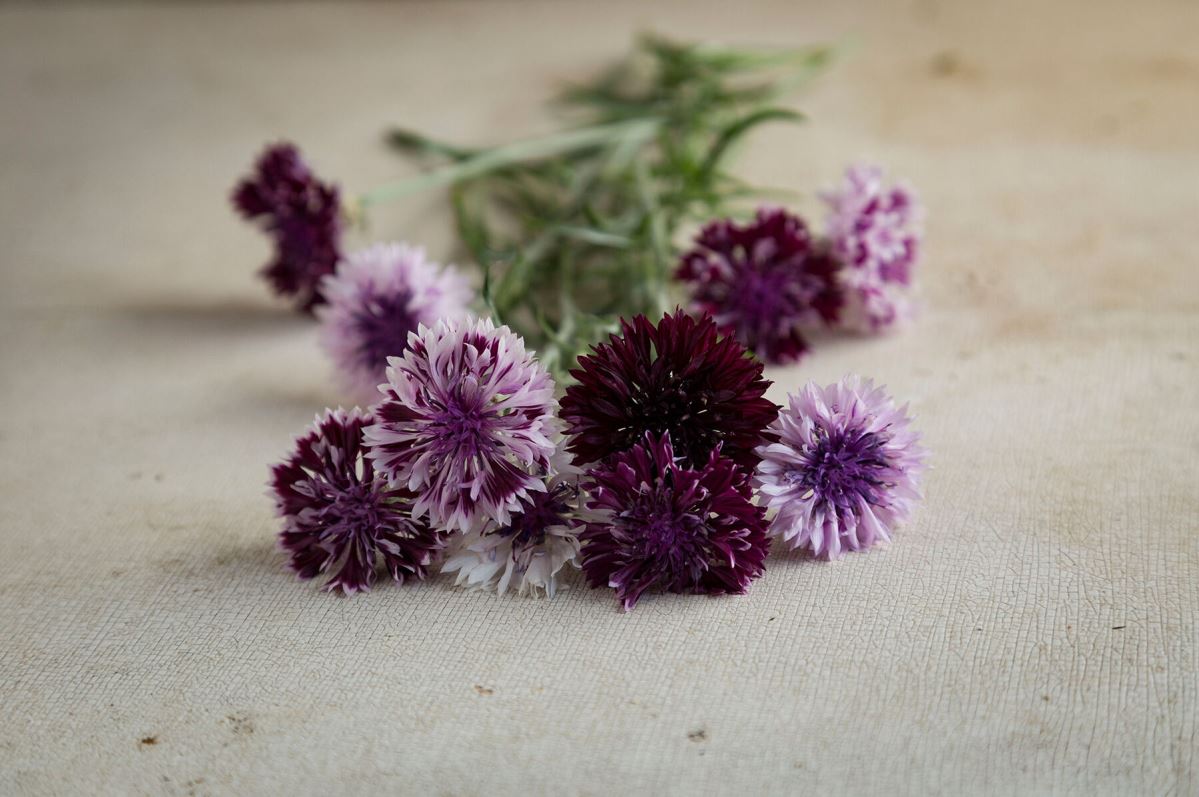 Classic Magic – Centaurea Seed